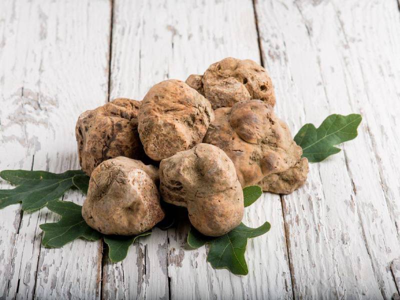 tartufo-bianco-cadecorti tartufo-bianco-cadecorti